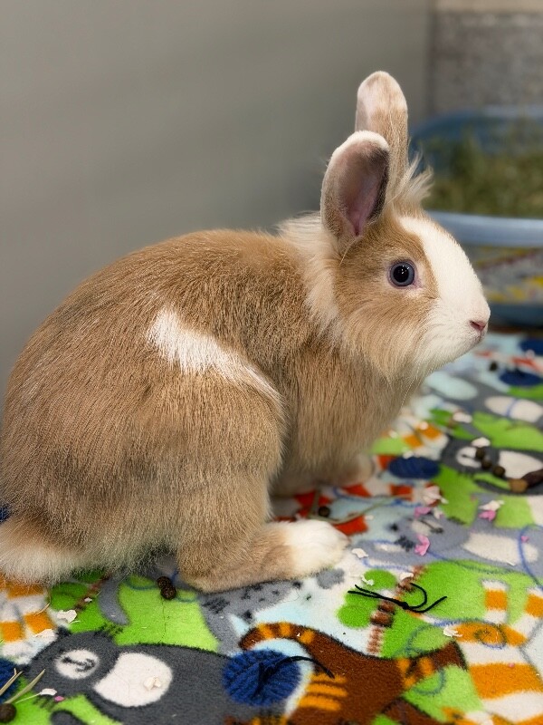 Picture of the Animal Listed