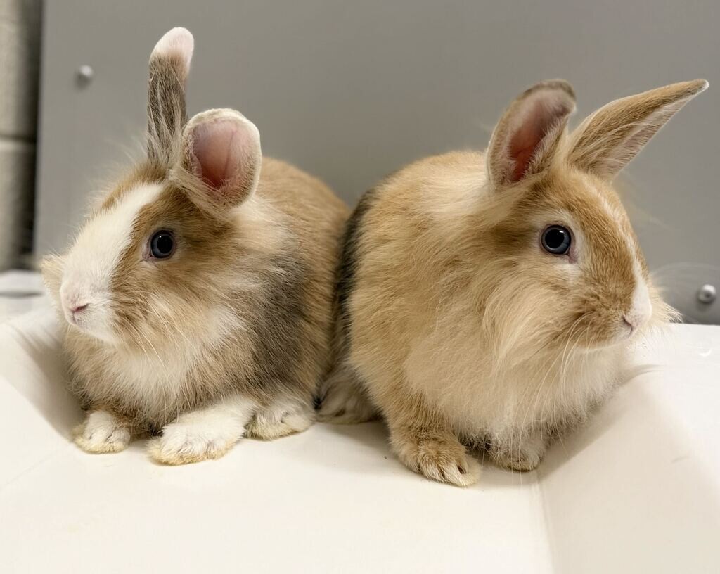 Picture of the Animal Listed