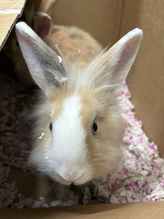 Picture of the Animal Listed