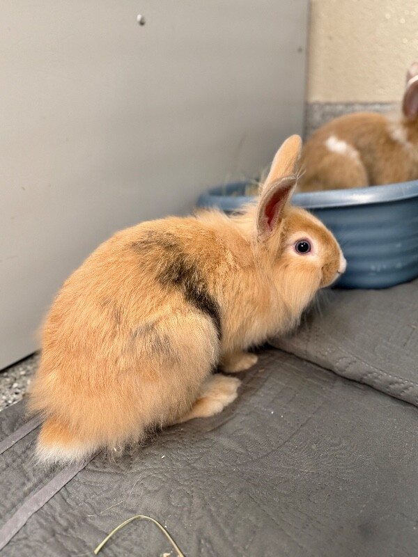 Picture of the Animal Listed