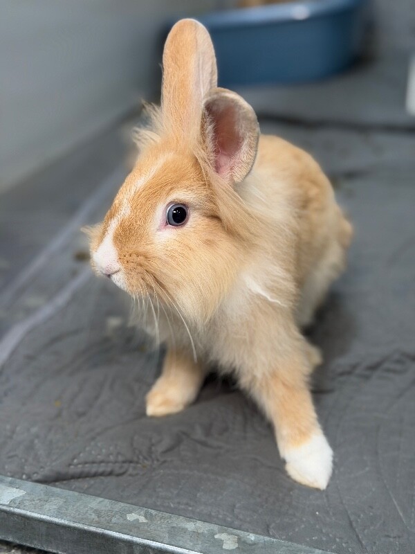 Picture of the Animal Listed
