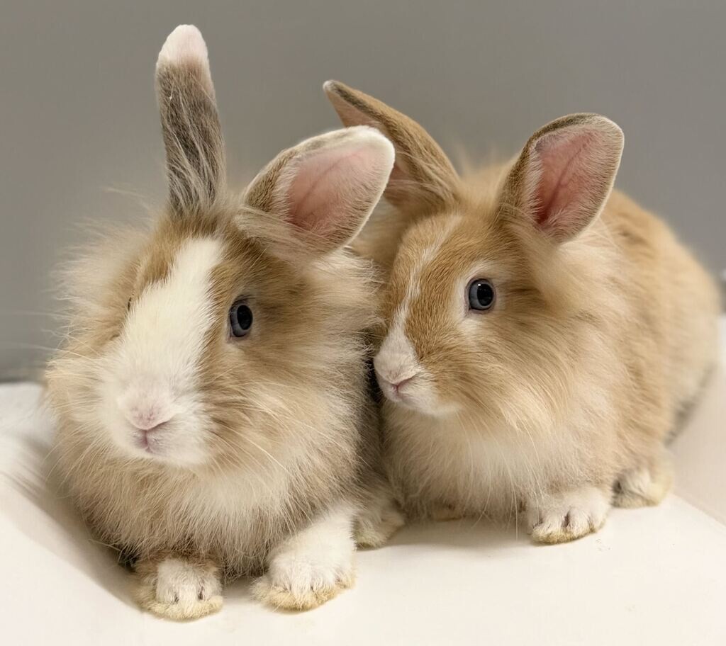 Picture of the Animal Listed