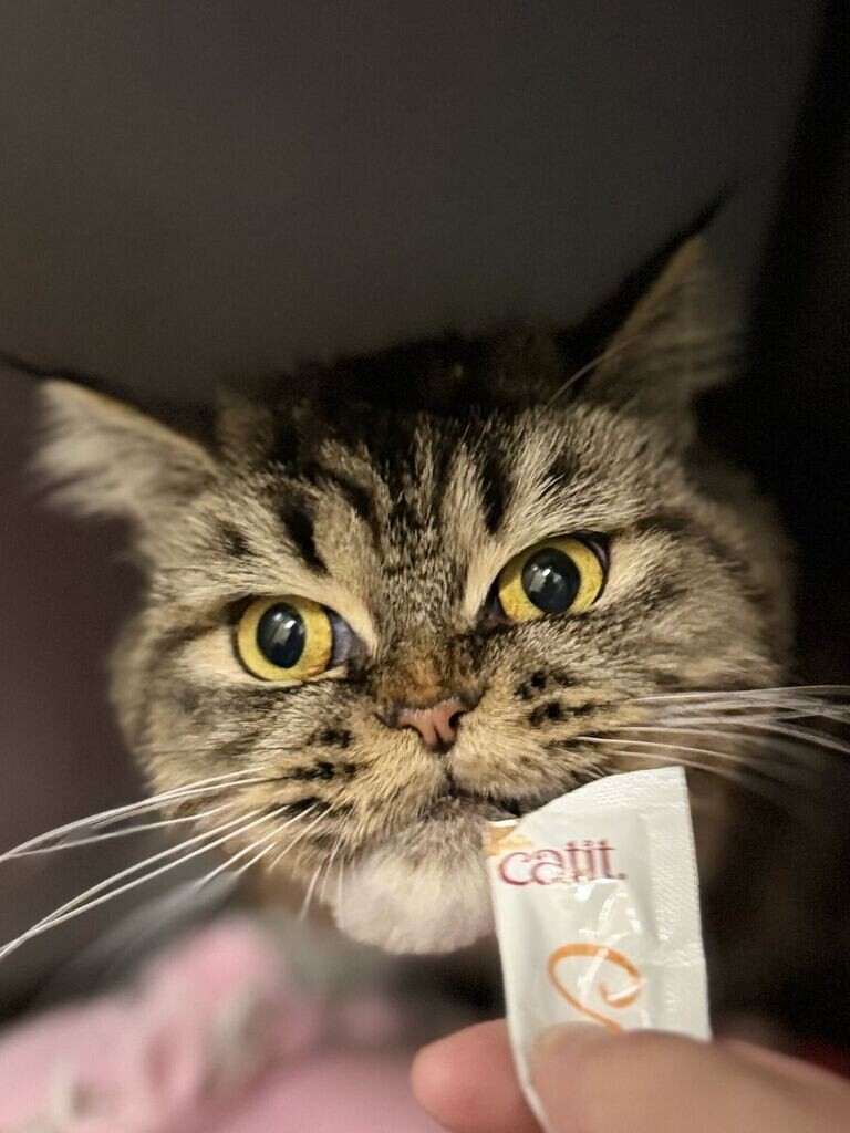 Picture of the Animal Listed