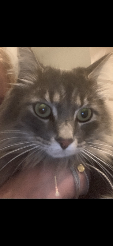 Picture of the Animal Listed