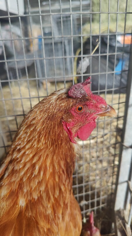 Picture of the Animal Listed