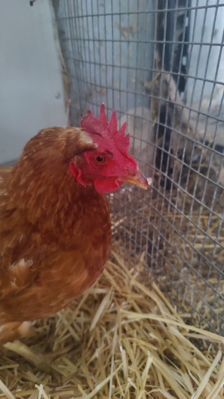 Picture of the Animal Listed