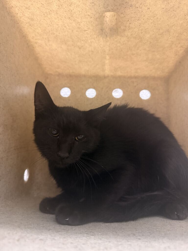 Picture of the Animal Listed