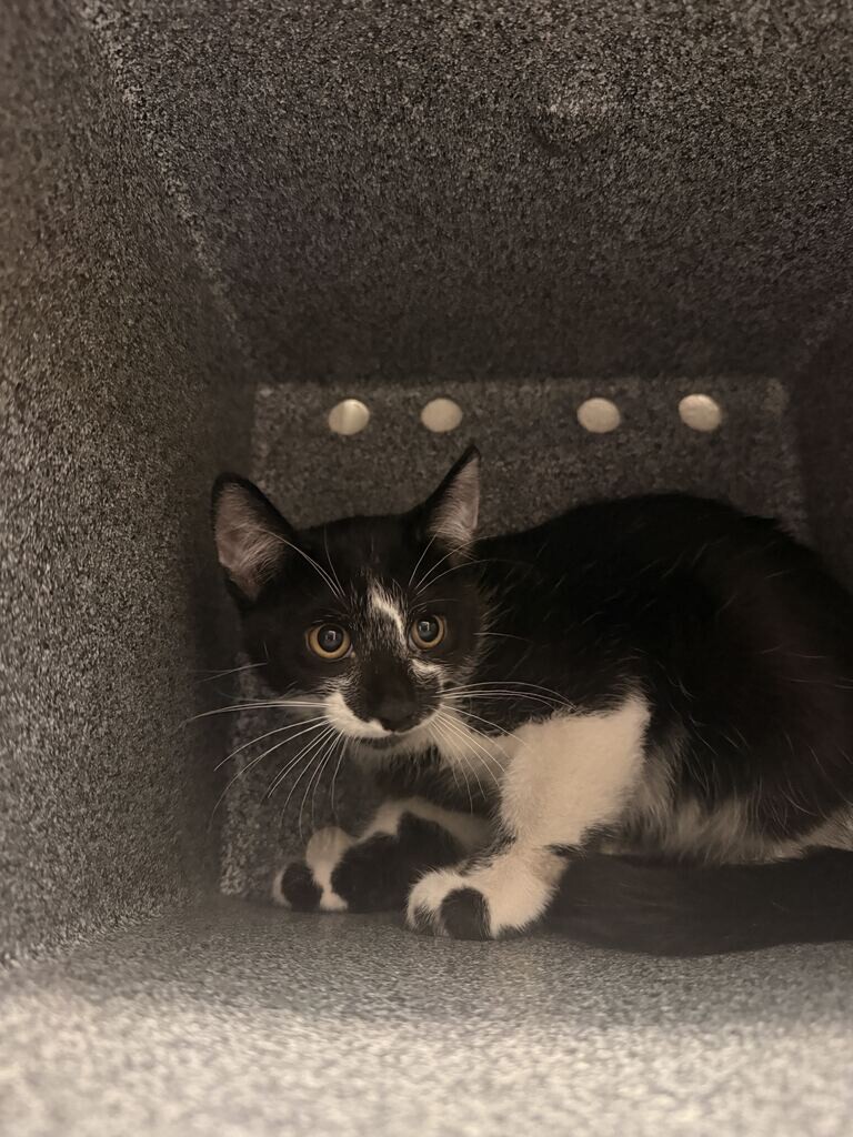Picture of the Animal Listed
