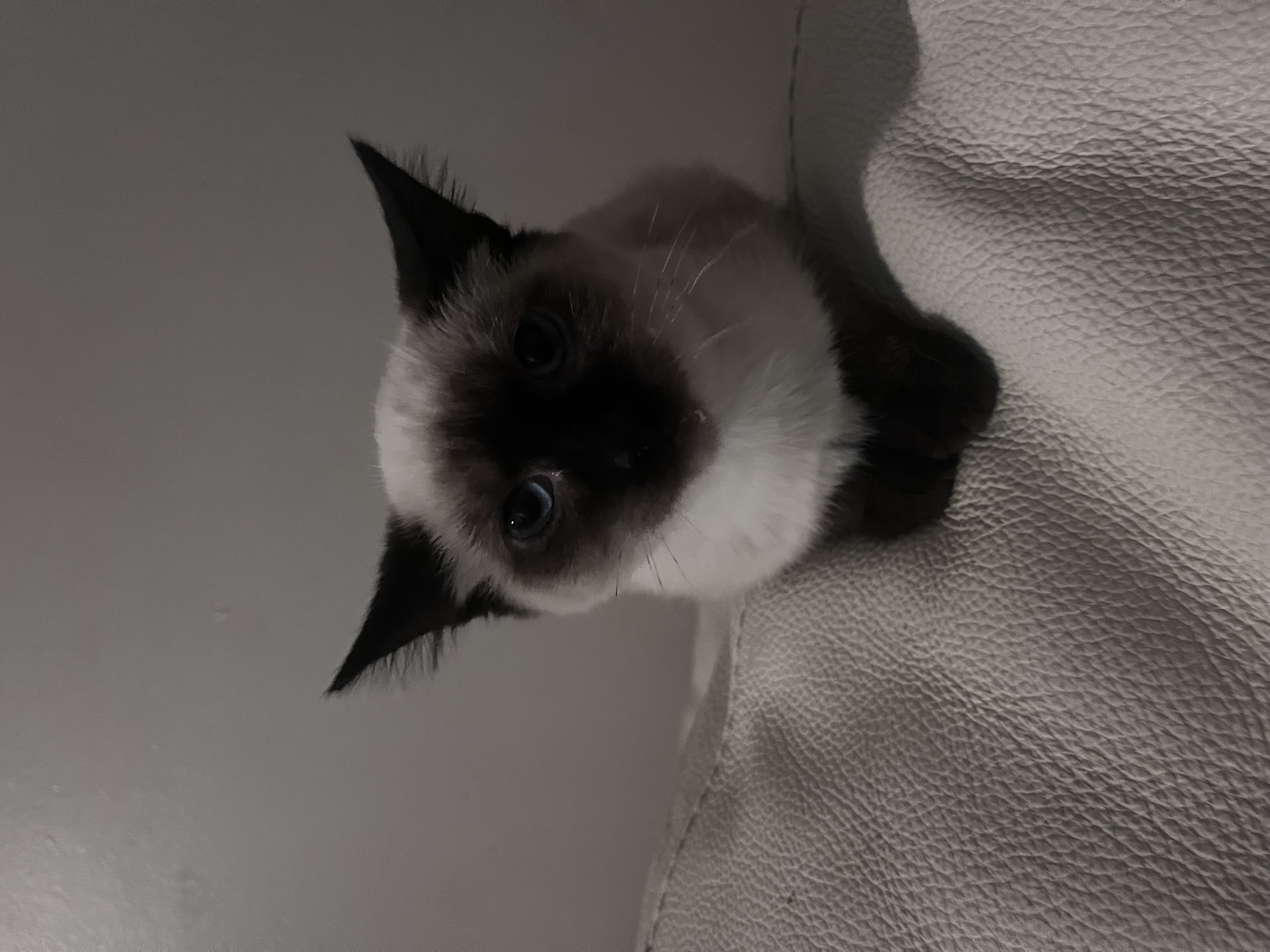Picture of the Animal Listed