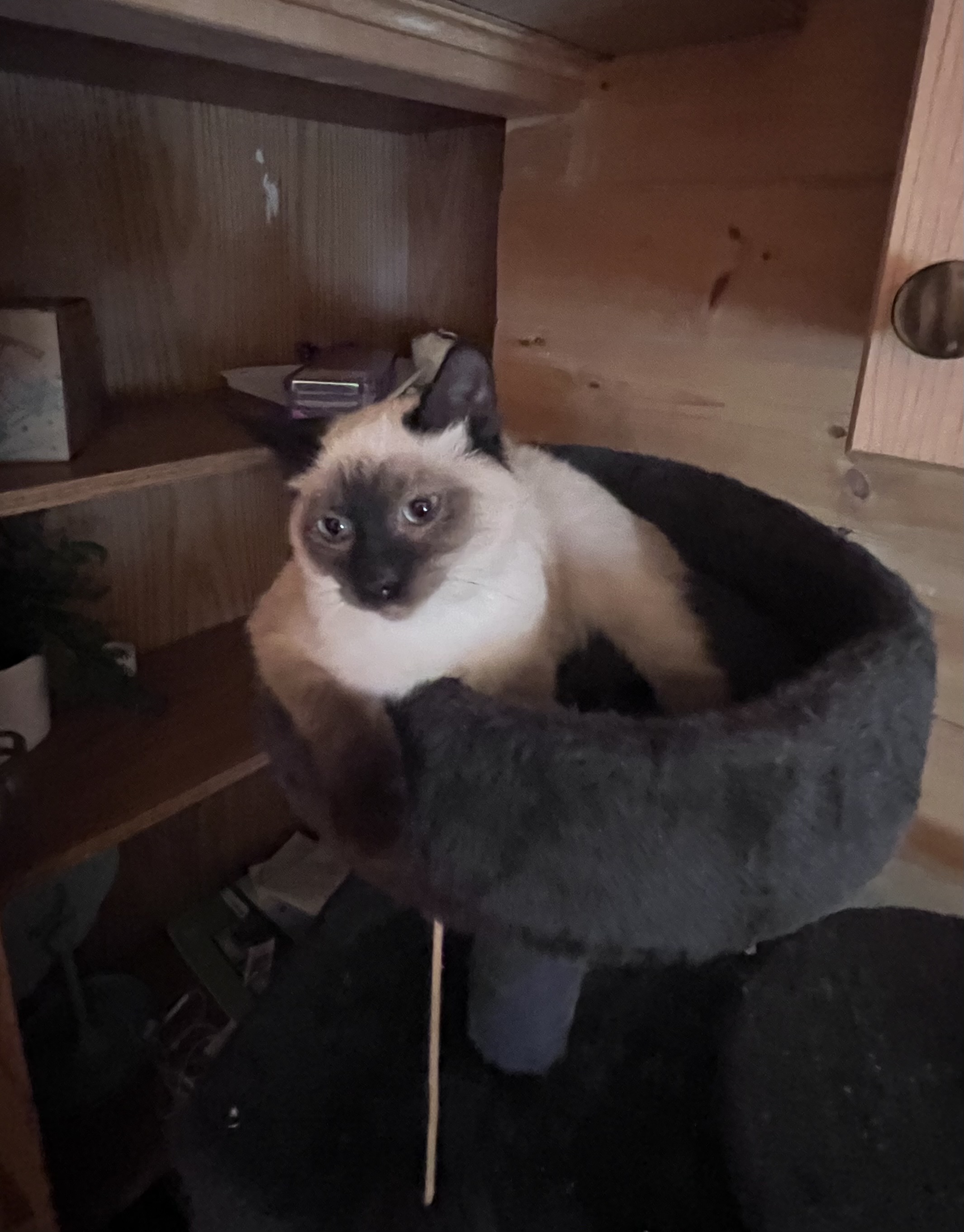 Picture of the Animal Listed
