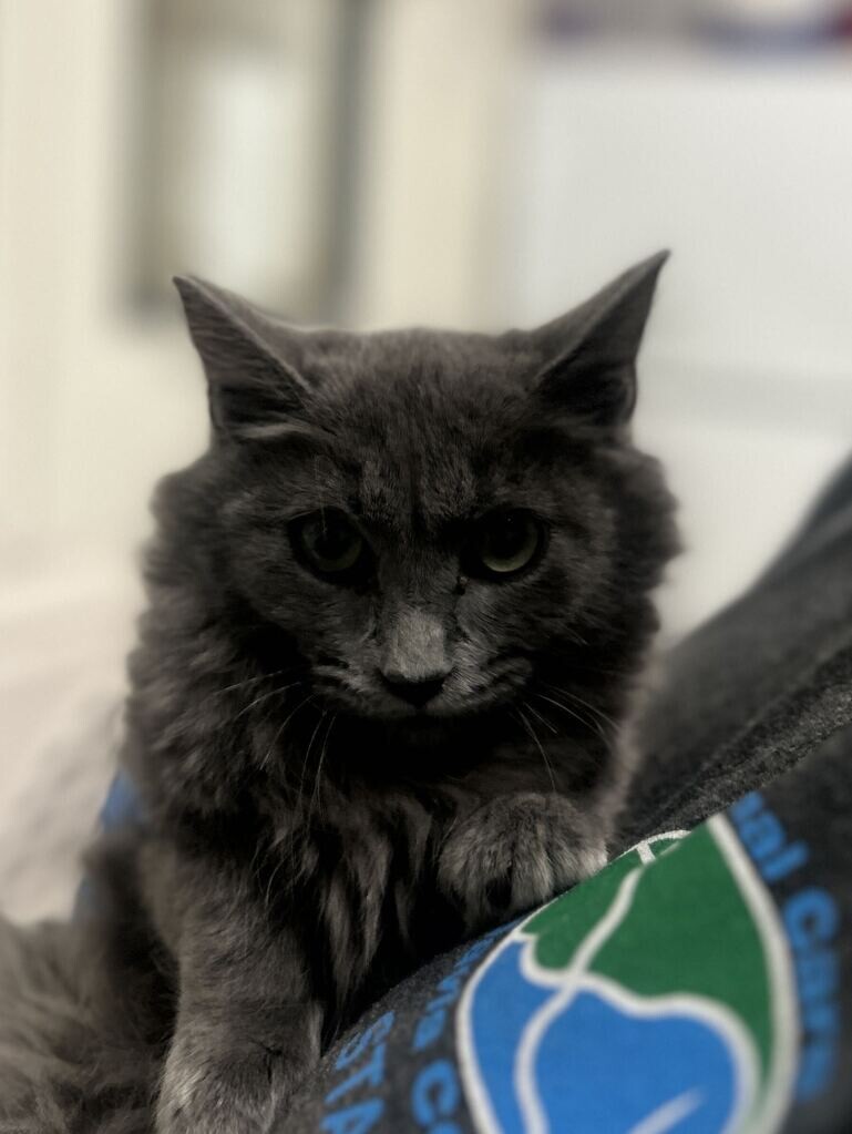 Picture of the Animal Listed