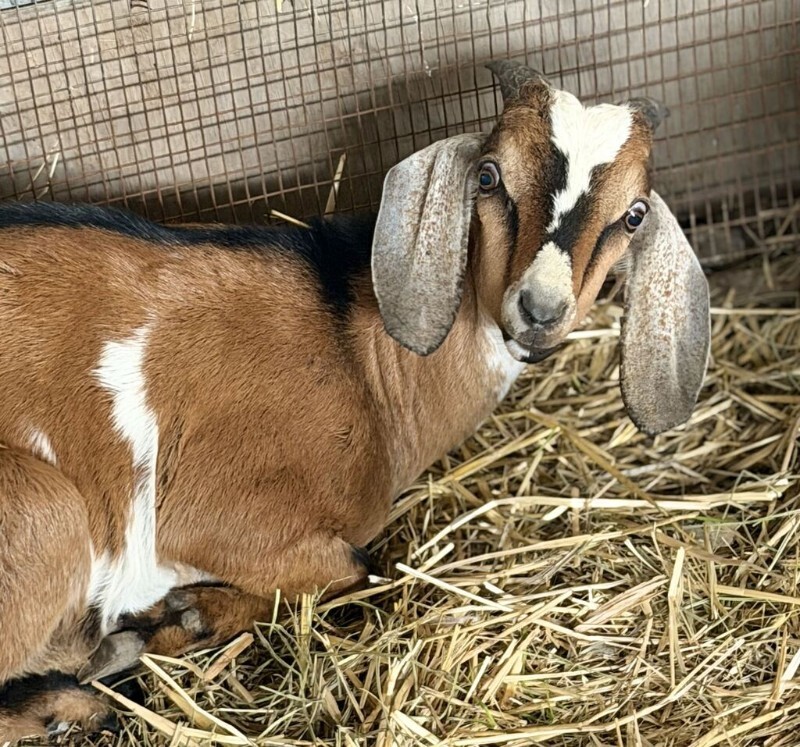 Picture of the Animal Listed