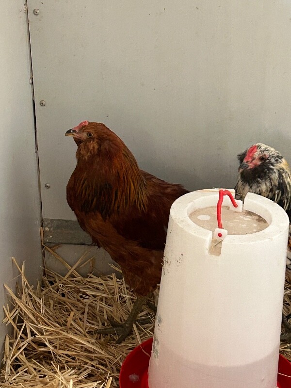 Picture of the Animal Listed