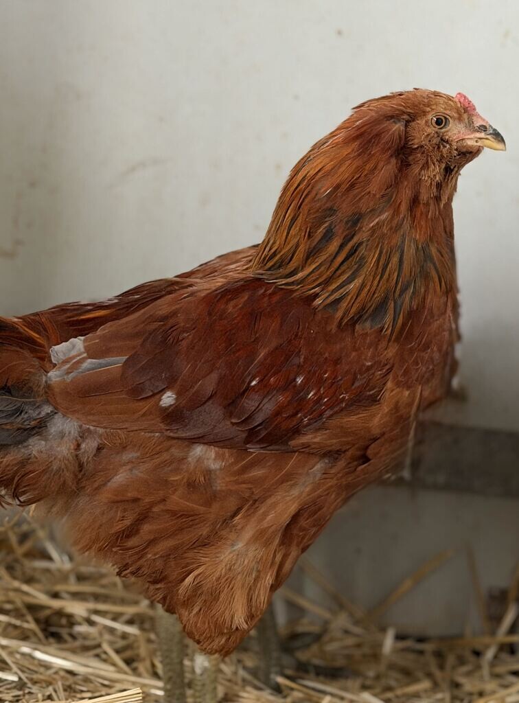 Picture of the Animal Listed