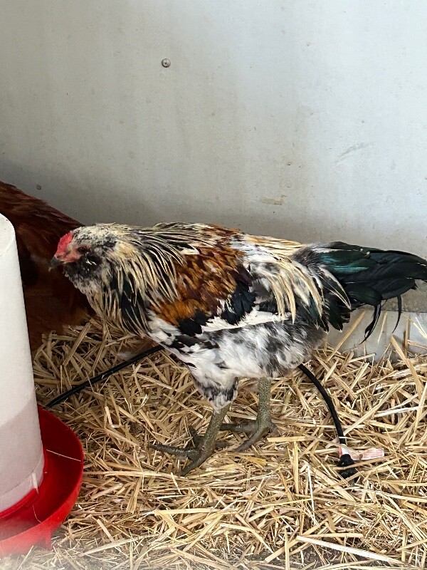 Picture of the Animal Listed