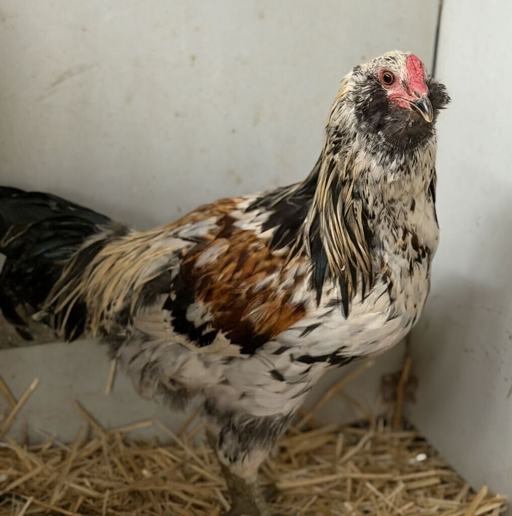Picture of the Animal Listed