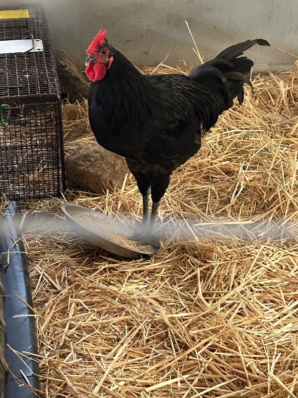 Picture of the Animal Listed