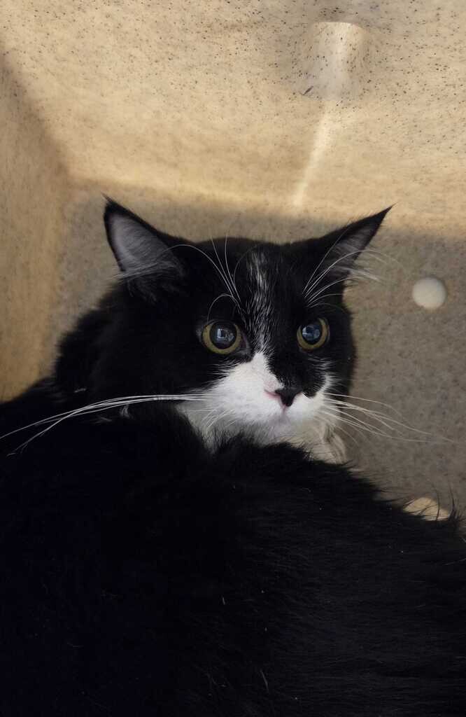 Picture of the Animal Listed