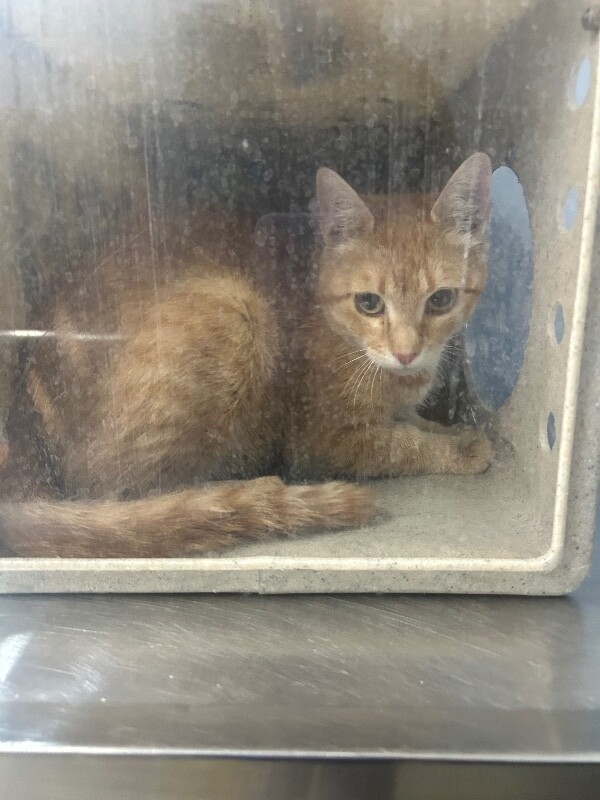 Picture of the Animal Listed