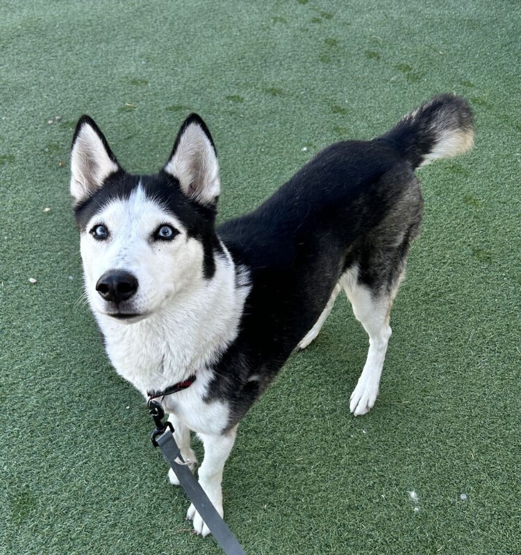 Picture of the Animal Listed