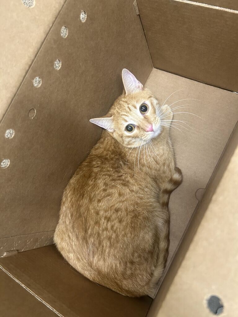 Picture of the Animal Listed