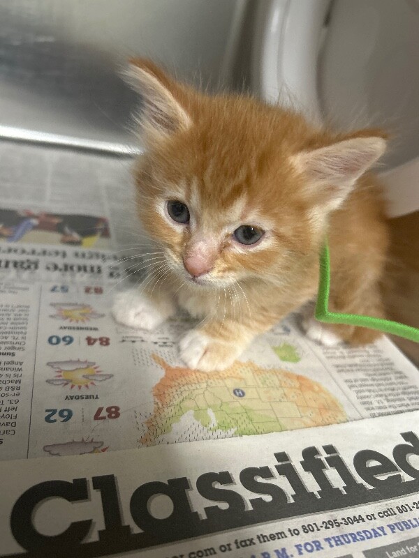 Picture of the Animal Listed
