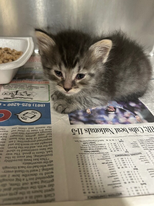 Picture of the Animal Listed