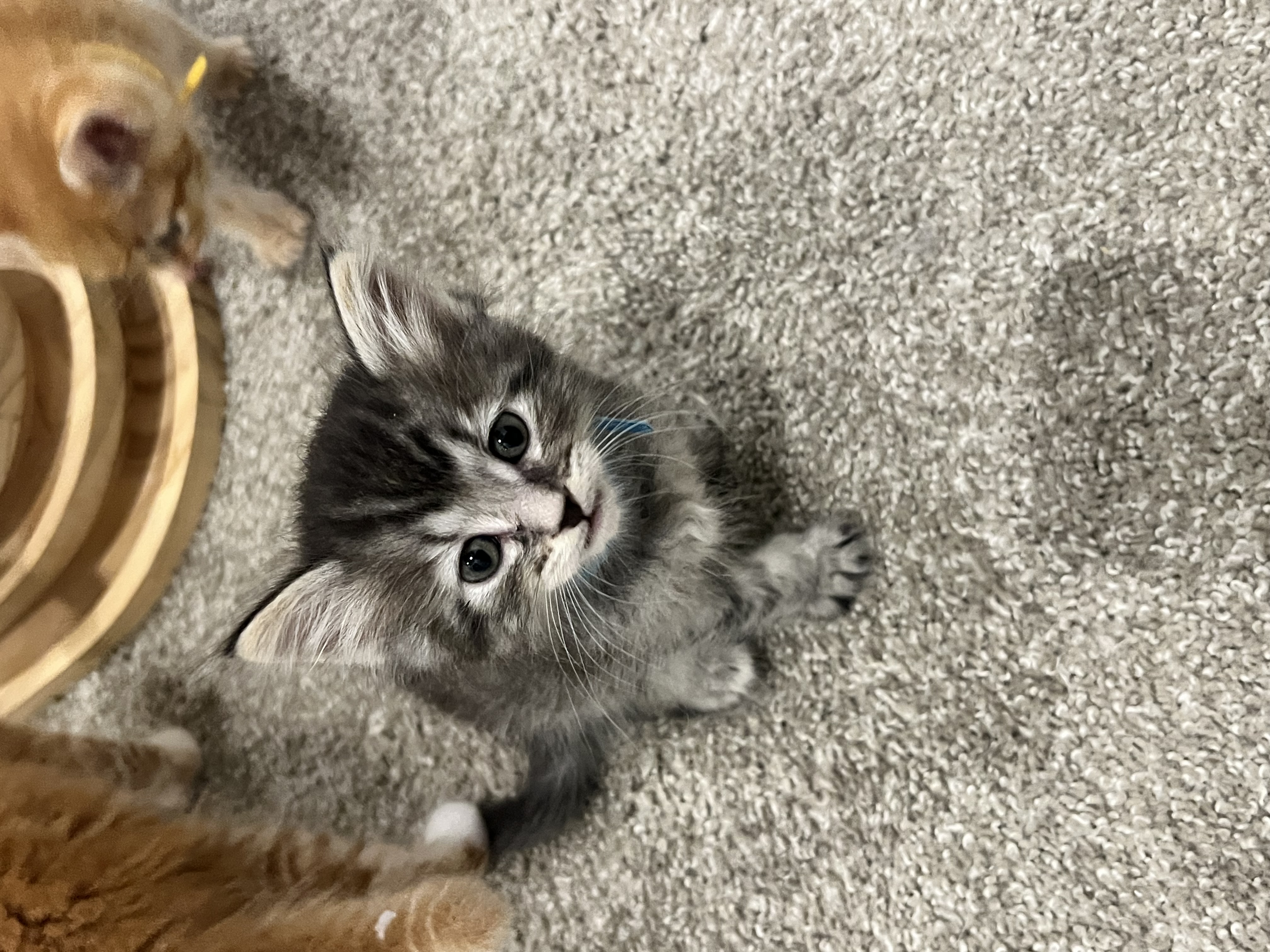 Picture of the Animal Listed