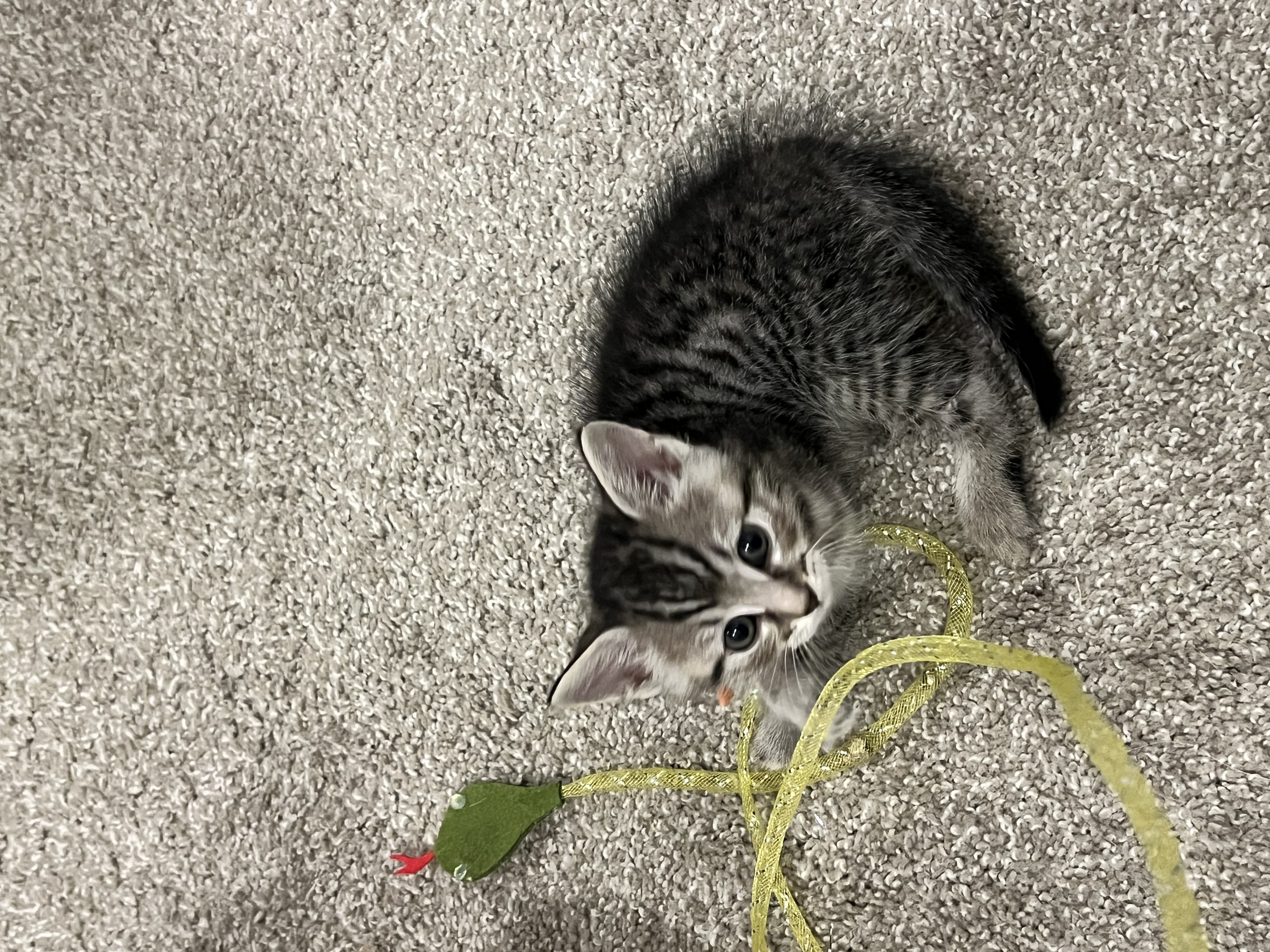Picture of the Animal Listed