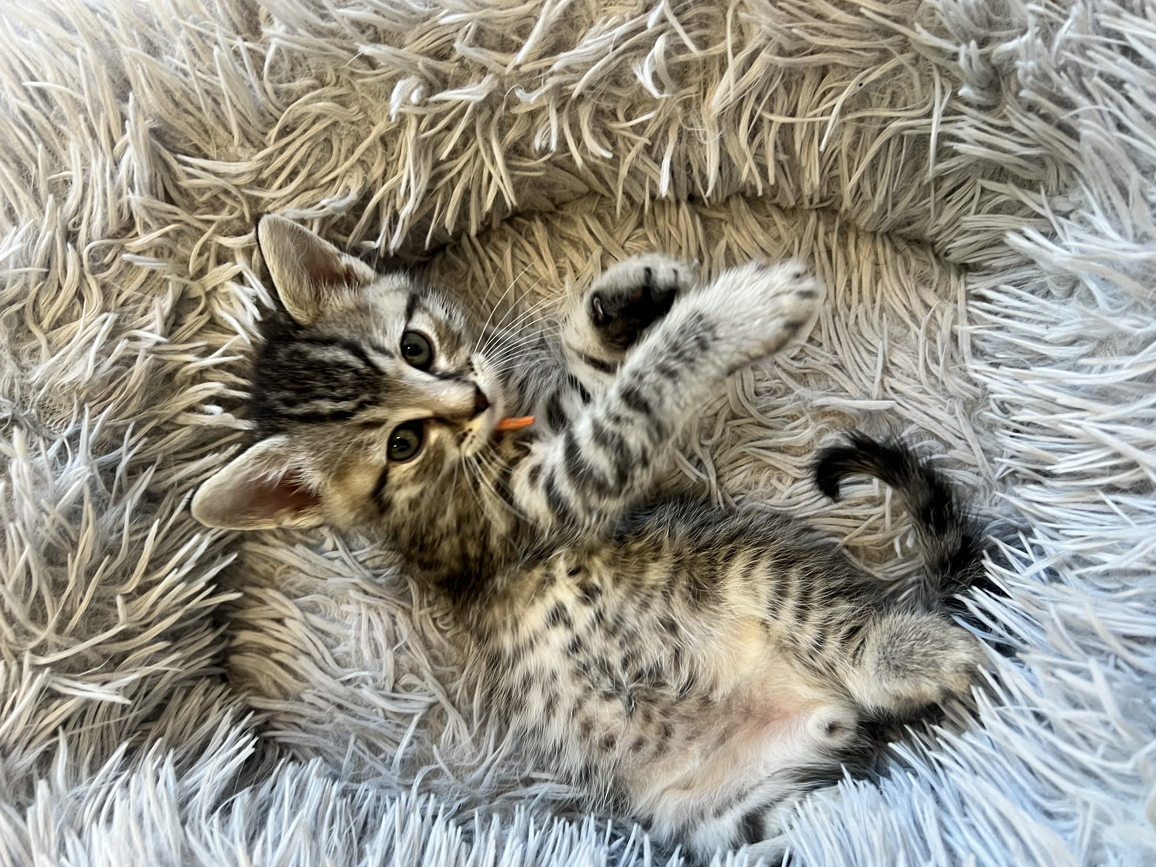 Picture of the Animal Listed
