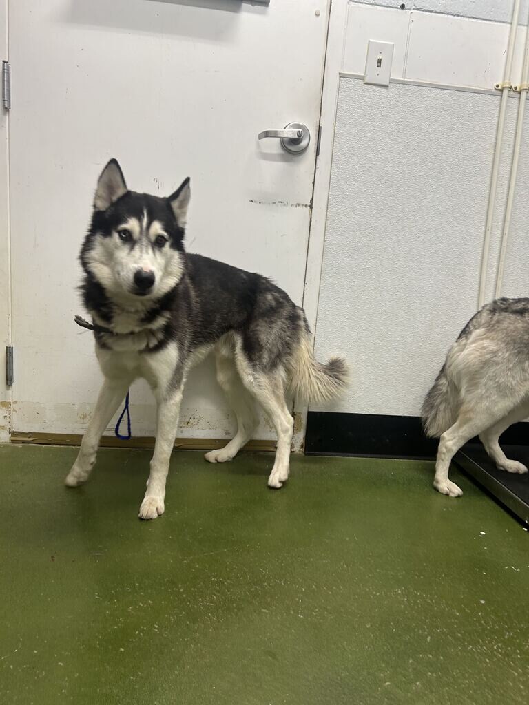 Picture of the Animal Listed