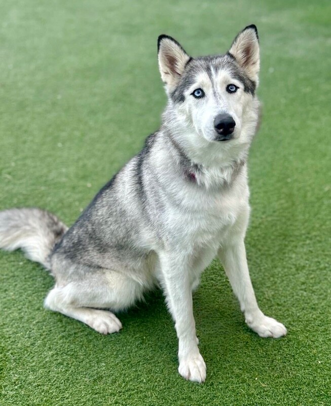 Picture of the Animal Listed
