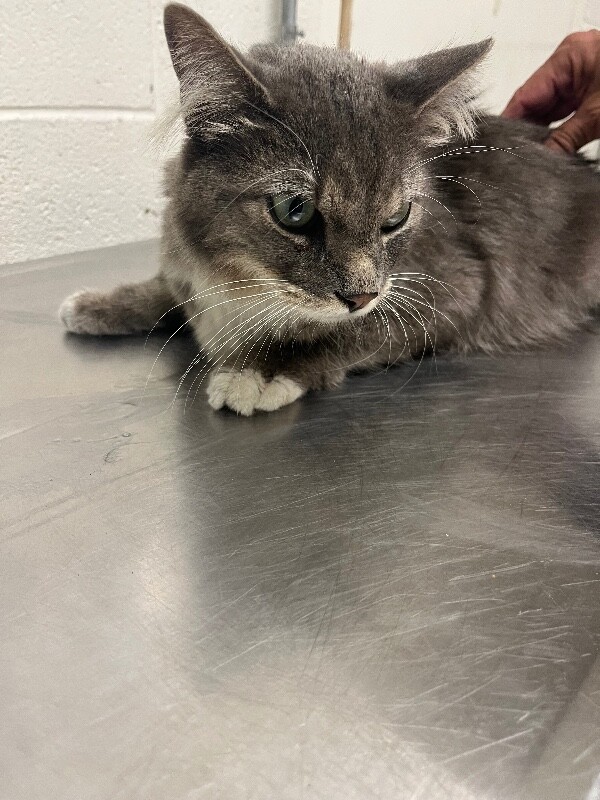 Picture of the Animal Listed