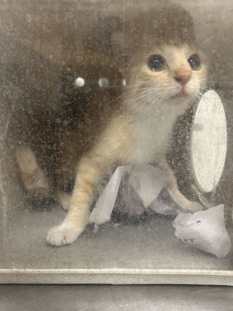 Picture of the Animal Listed