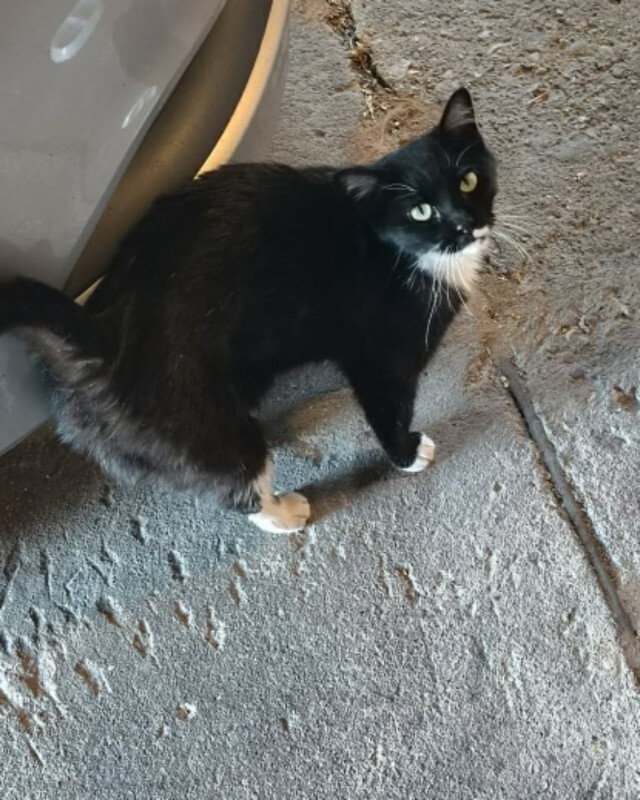 Picture of the Animal Listed
