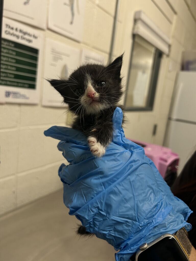 Picture of the Animal Listed