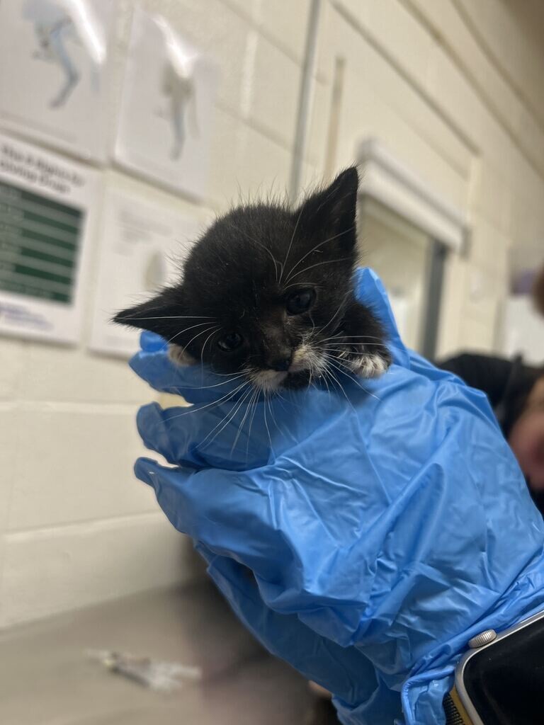 Picture of the Animal Listed