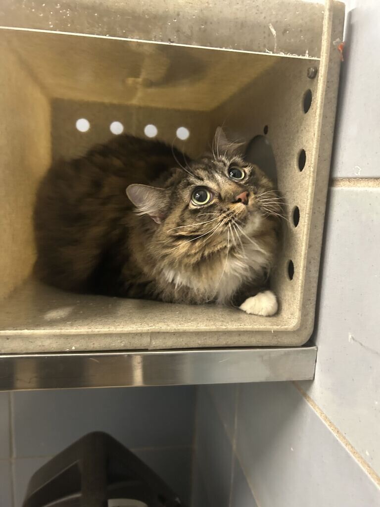Picture of the Animal Listed