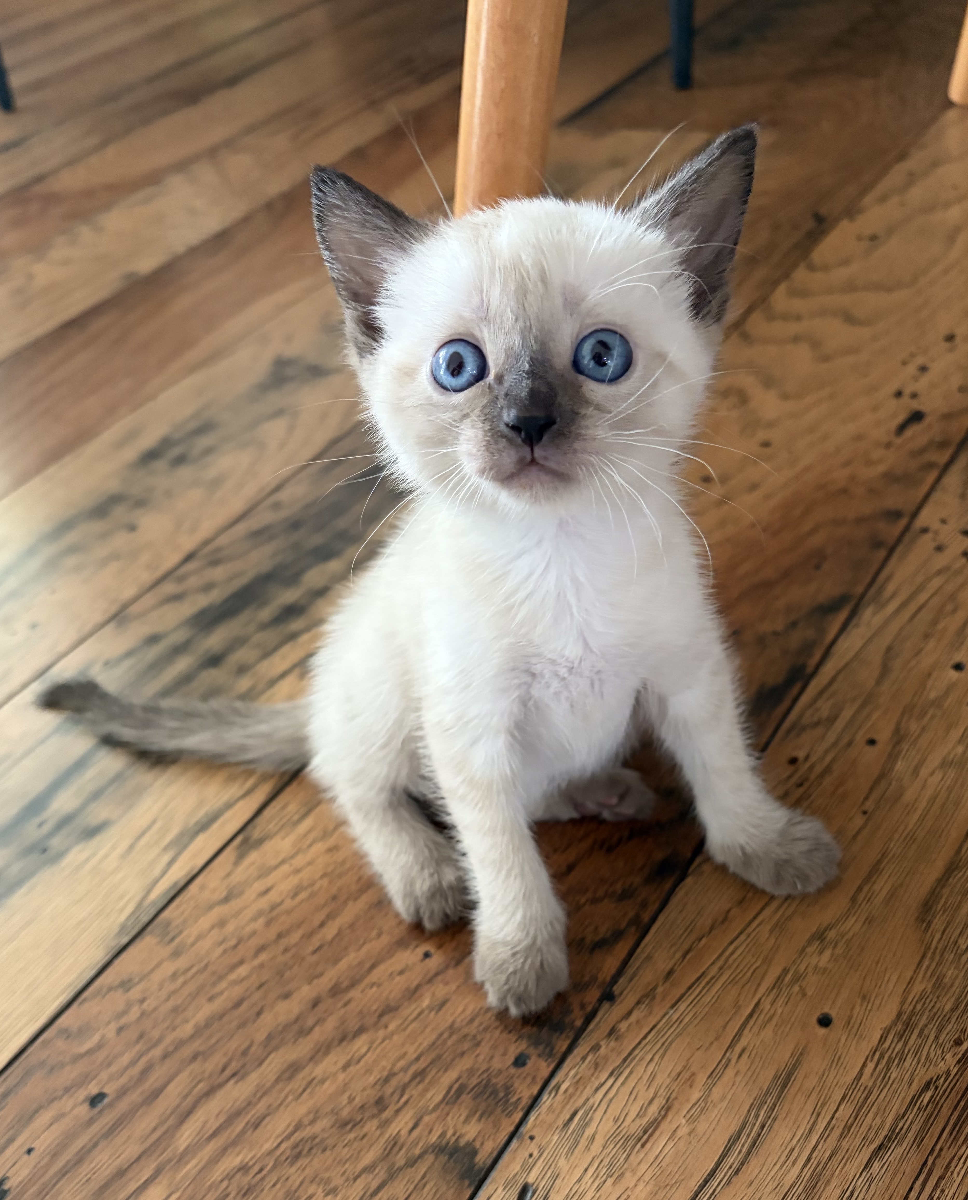 Picture of the Animal Listed