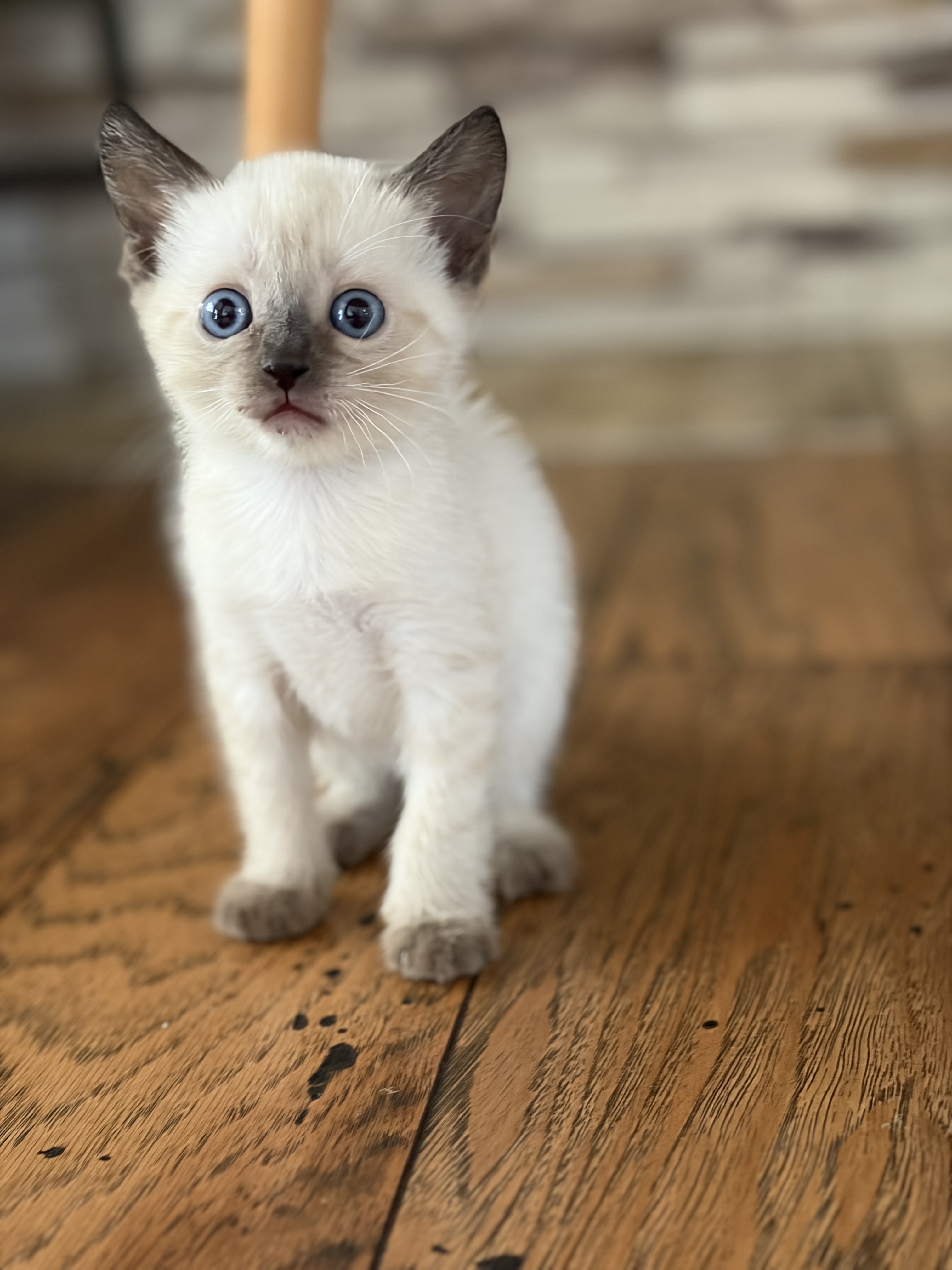 Picture of the Animal Listed