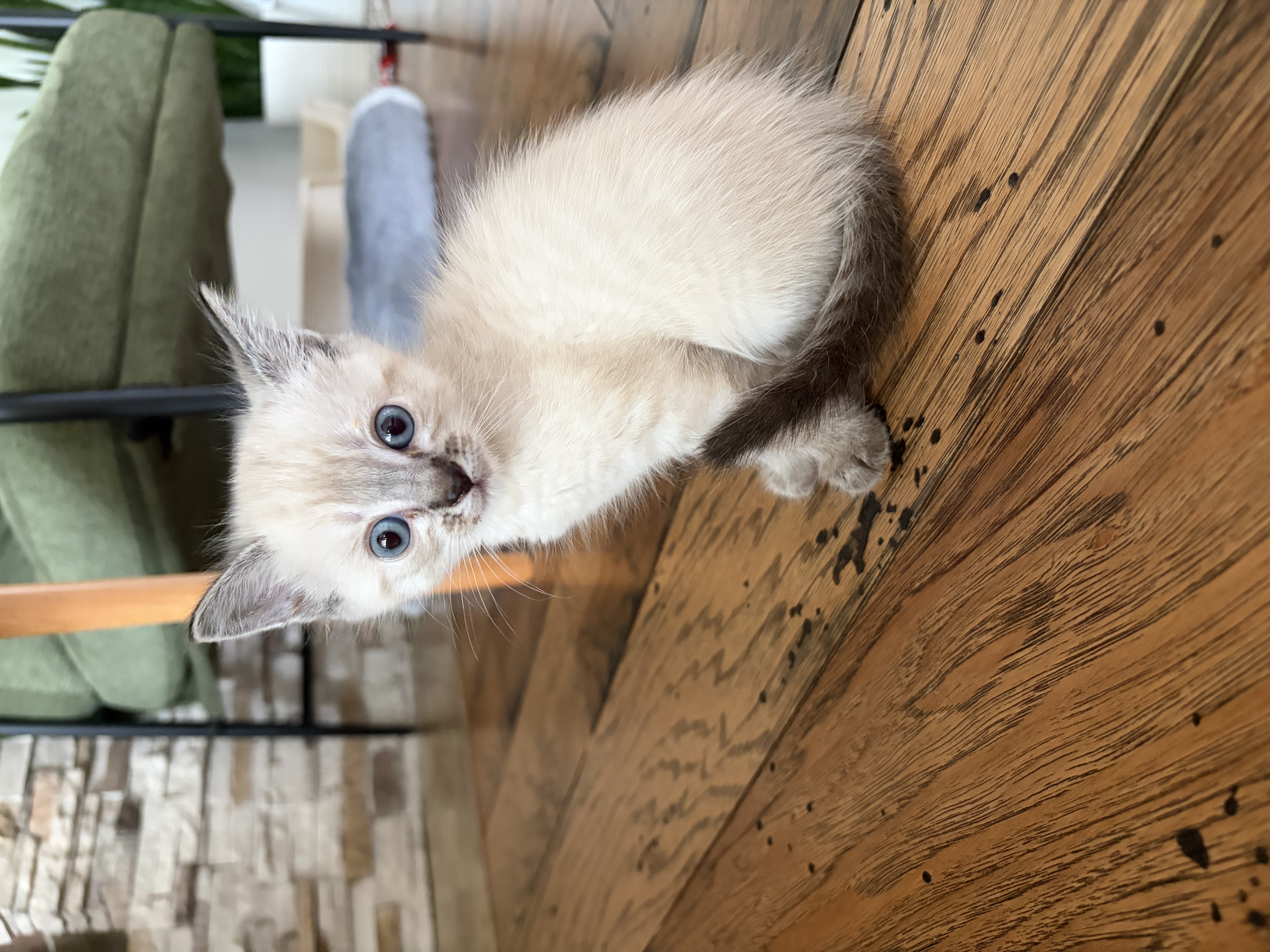 Picture of the Animal Listed