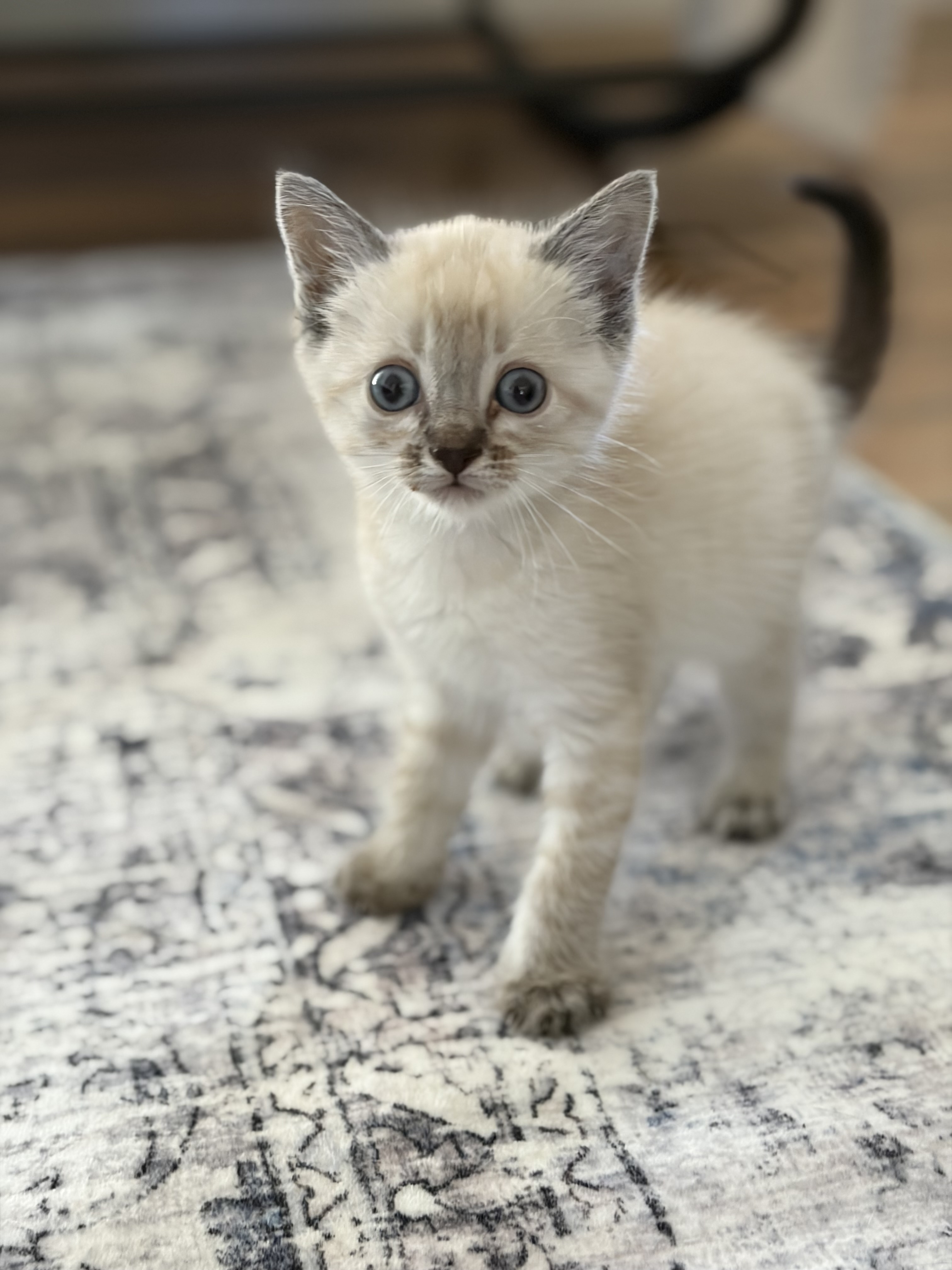 Picture of the Animal Listed