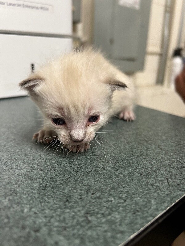 Picture of the Animal Listed