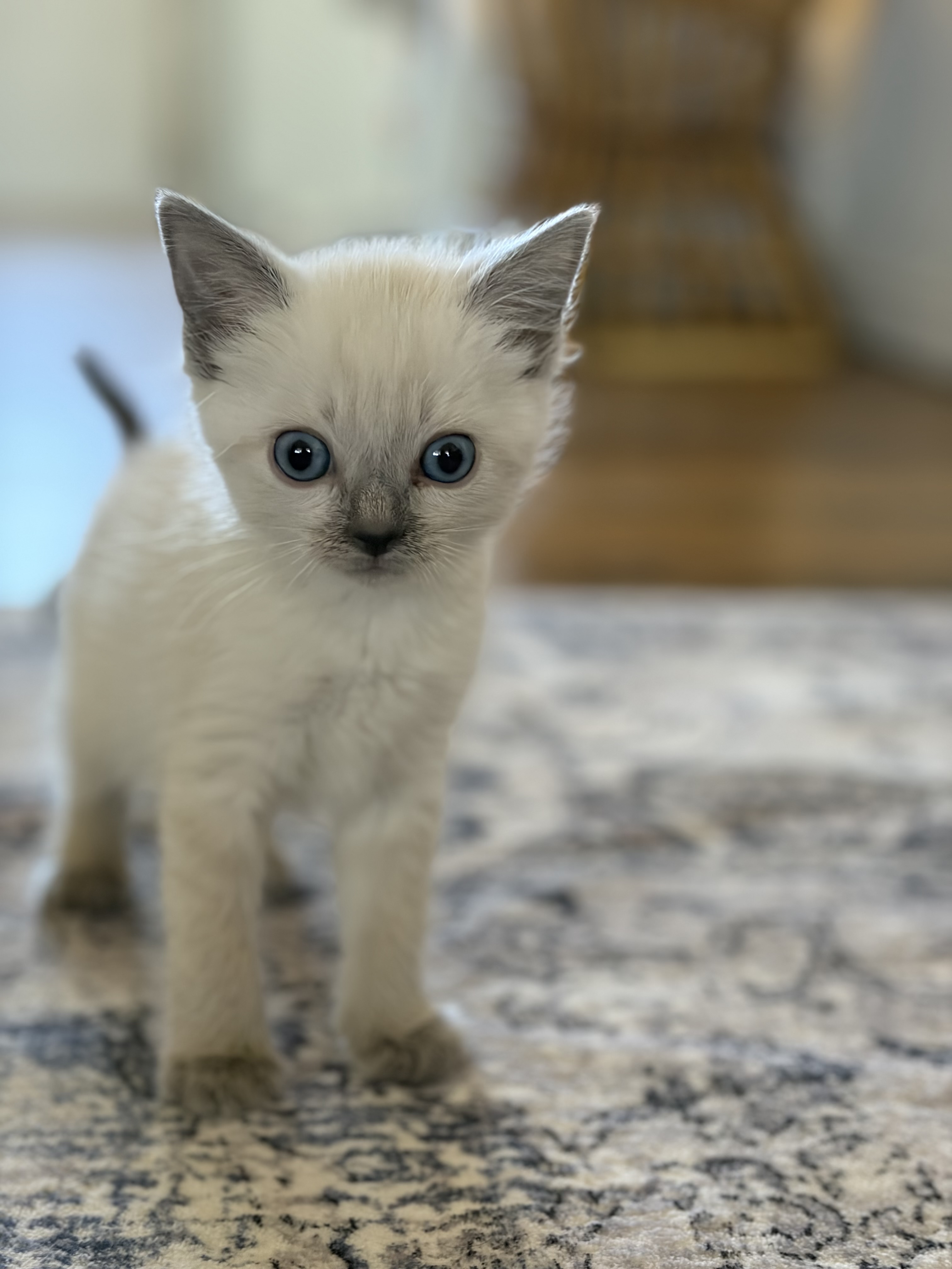 Picture of the Animal Listed