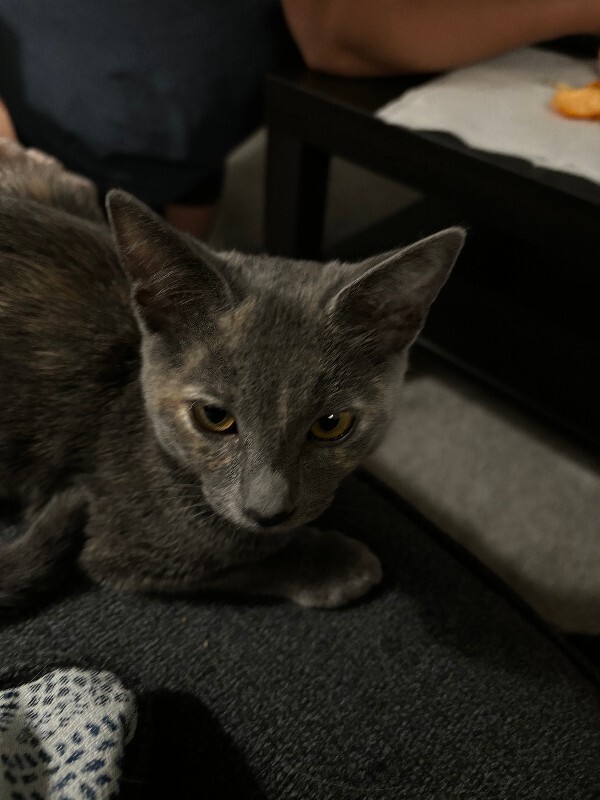 Picture of the Animal Listed