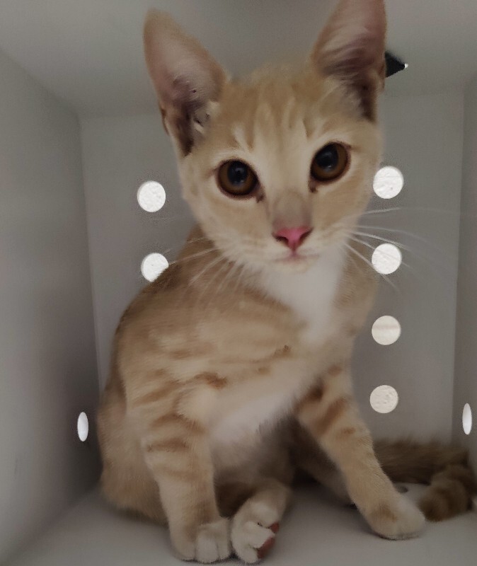 Picture of the Animal Listed