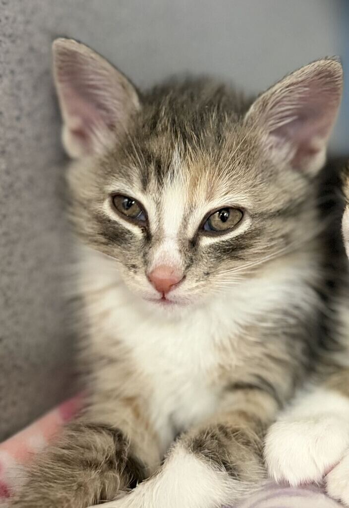 Picture of the Animal Listed