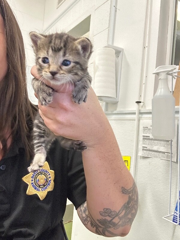Picture of the Animal Listed