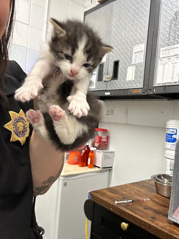 Picture of the Animal Listed