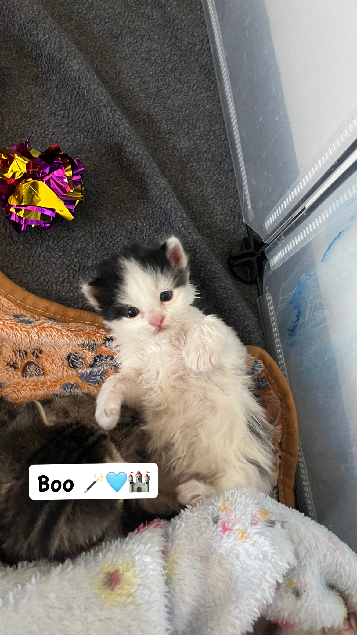 Picture of the Animal Listed